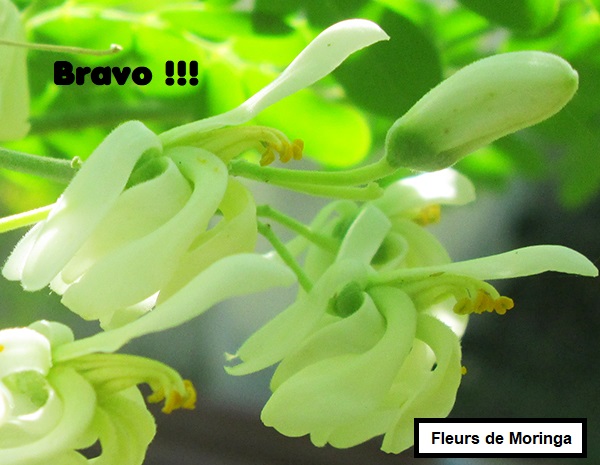 Fleurs de moringa